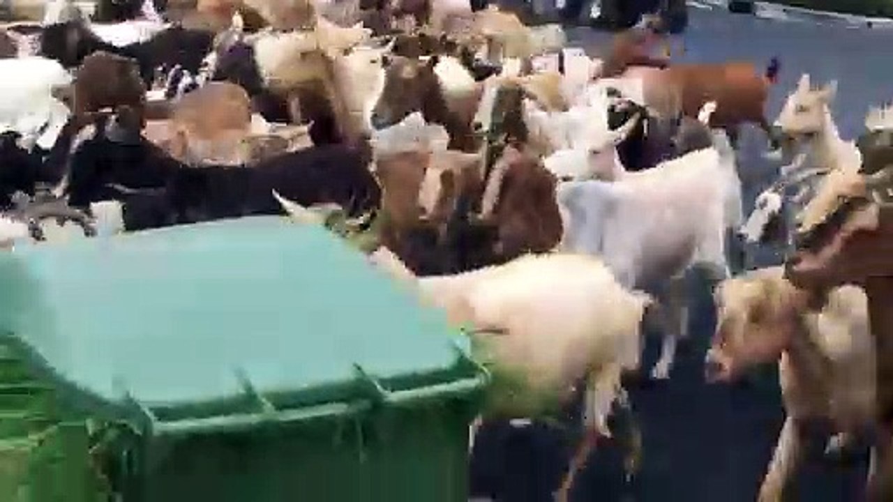 Cabras, EUA