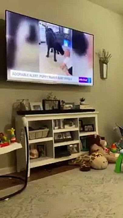 Cão, Notícias