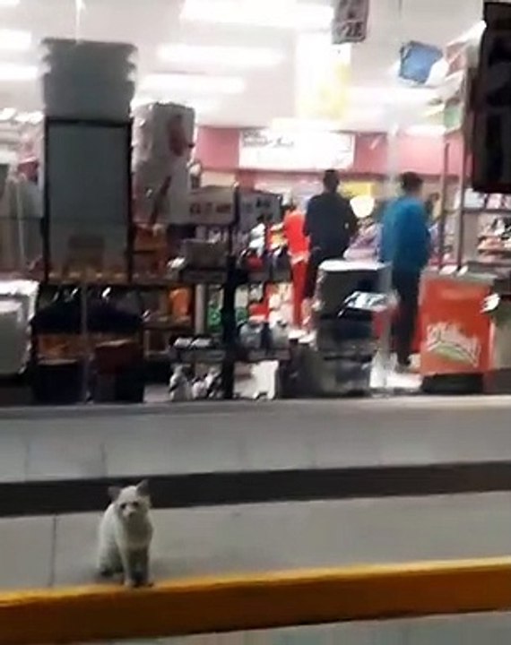 Gato supermercado