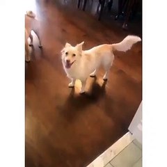 cão surdo aprende linguagem gestual