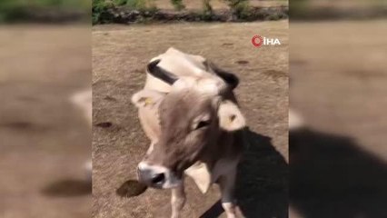 Artvin'de su yalağına düşen ineği böyle kurtardılar