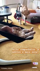Vídeo: "Cãopanheiro" de Cláudia Vieira "já adotou" filha bebé da atriz
