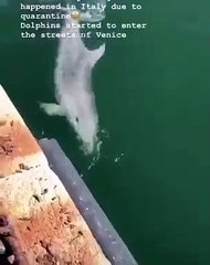 Sem turistas, Veneza está mais bonita. E recebe visita...de golfinhos