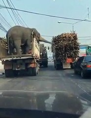 Elefante empoleira-se e come cana de açúcar de camião parado em cruzamento