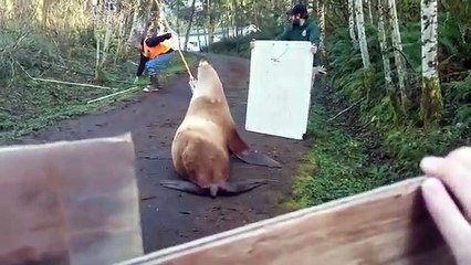 Um leão marinho a vaguear numa estrada? Aconteceu em Washington