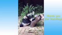Cute Is Not Enough  Funny Cats and Dogs Videos Compilation