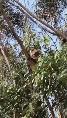 Sobe às árvores para salvar coalas após incêndios na Austrália