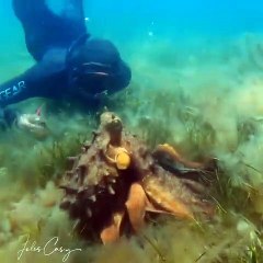 Polvo surpreende mergulhador com um abraço no fundo do mar