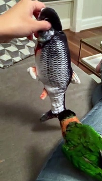 Parrot Plays with Fish Toy