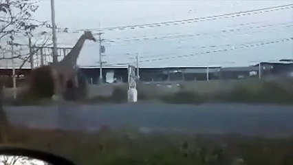 Girafa desaparecida após escapar a correr de carrinha na Tailândia