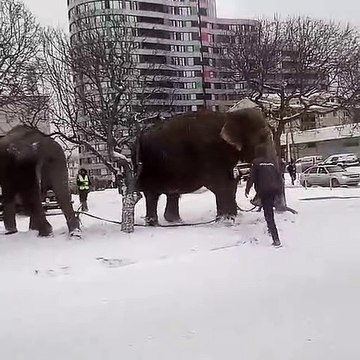 Elefantes fogem de circo na Rússia para brincar na neve