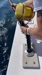 Tubarão-branco pesca