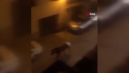 İspanya'da kaçan boğayı durdurmak için araçla çarparak öldürdüler