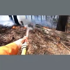 Vídeo mostra canguru bebé a ser salvo em pleno combate a incêndio