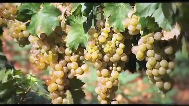 Gastronomía de las Islas Baleares: Mallorca, Menorca, Ibiza y Formentera (Turismo Islas Baleares)