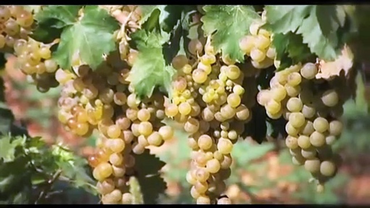 Gastronomía de las Islas Baleares: Mallorca, Menorca, Ibiza y Formentera (Turismo Islas Baleares)