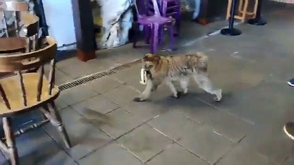 Macaco descarado rouba gelado em Gibraltar