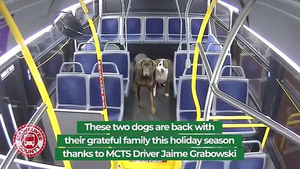 Condutora de autocarro dá boleia a dois cães perdidos no Wisconsin