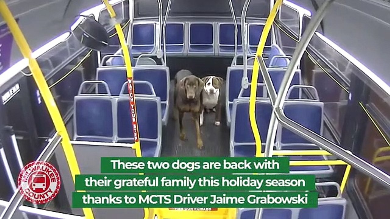 Condutora de autocarro dá boleia a dois cães perdidos no Wisconsin