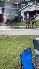 Moose Family Beating the Heat the Alaskan Way