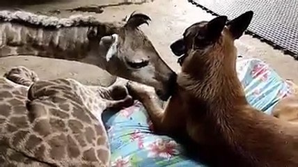 Este cão e esta girafa bebé da África do Sul são os melhores amigos
