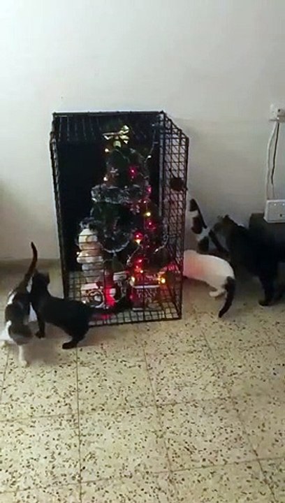 Gatos, Natal