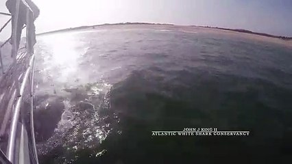 Este tubarão branco estava decidido a depenicar o investigador