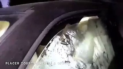 Agentes polícia salvam urso preso dentro de carro na Califórnia
