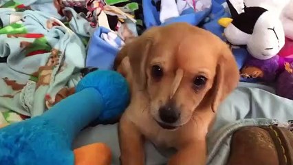 Cão com cauda extra na cabeça resgatado. "O cachorro mais fixe de sempre"