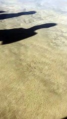 Massive Amounts of Shells Pop Out of Sand