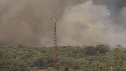 TİZİ VİZU - Cezayir'deki orman yangınlarında 25 asker hayatını kaybetti