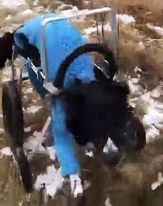 Cão cadeira de rodas