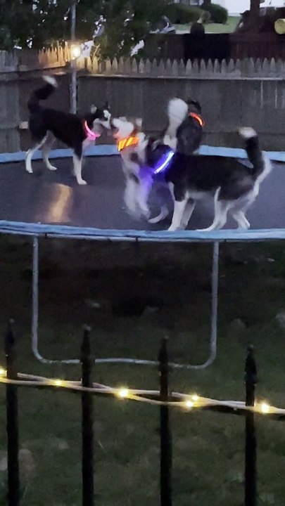 Trampoline Party for Glowing Husky Pack