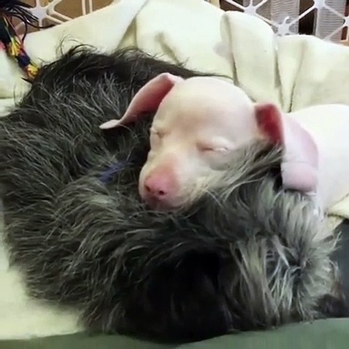piglet, cão