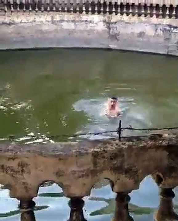 salvamento, cão