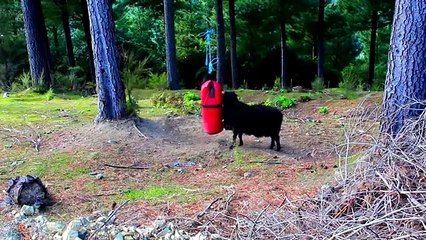 ovelhas saco de boxe