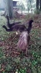 Sabe o que são emus? Estes escaparam e zoo foi chamado para os apanhar