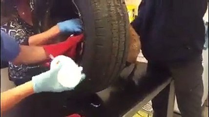 Raposa resgatada após ficar com cabeça presa em pneu no Reino Unido