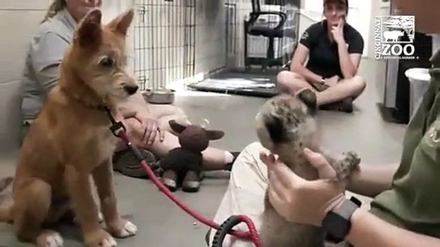 A amizade improvável entre uma cria de chita e... um cão bebé