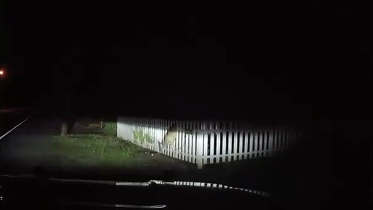 Corço preso vedação