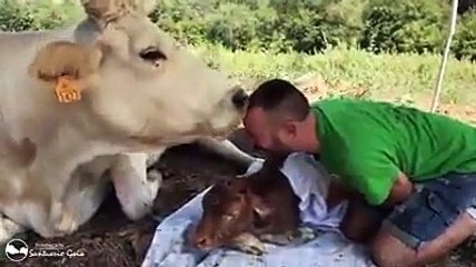 Vaca agradece tratador após parto difícil