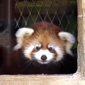 Raro panda vermelho nasce em jardim zoológico do Milwaukee