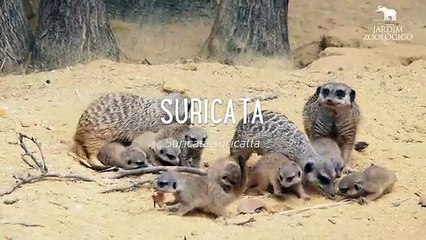 Suricatas Jardim Zoológico