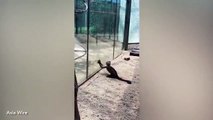 Macaco parte vidro para fugir de zoo, mas assusta-se