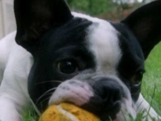 Puppies, Just Puppies!