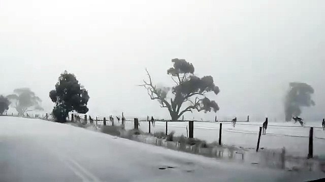 cangurus, neve, austrália