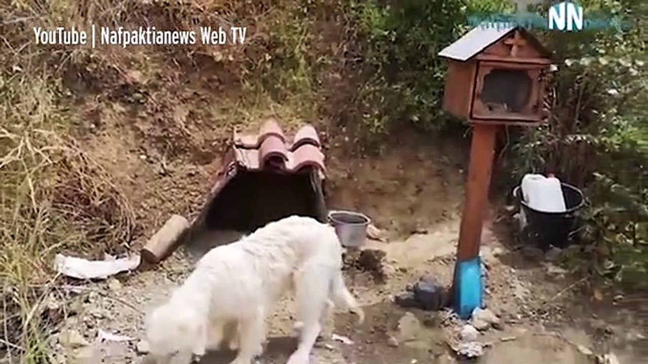 Cão recusa-se a sair do local onde o dono morreu... há 18 meses