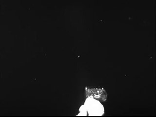 Lula gigante avistada e filmada no Golfo do México pela primeira vez