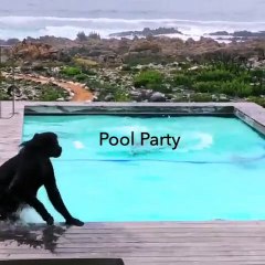 Babuínos mergulham em piscina