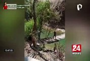 Personas arriesgan sus vidas al cruzar precario puente en Huánuco